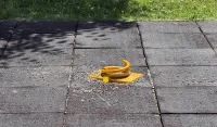(VIDEO) U parku u Bloku V posađeno 350 sadnica
