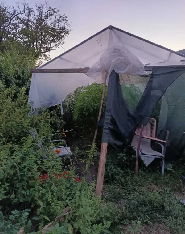 Plantaža marihuane otkrivena u dvori&scaron;tu porodične kuće u Nik&scaron;iću: Uhap&scaron;eni otac i sin