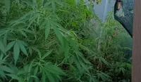Plantaža marihuane otkrivena u dvori&scaron;tu porodične kuće u Nik&scaron;iću: Uhap&scaron;eni otac i sin