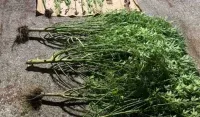 Plantaža marihuane otkrivena u dvori&scaron;tu porodične kuće u Nik&scaron;iću: Uhap&scaron;eni otac i sin