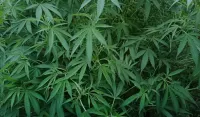 Plantaža marihuane otkrivena u dvori&scaron;tu porodične kuće u Nik&scaron;iću: Uhap&scaron;eni otac i sin