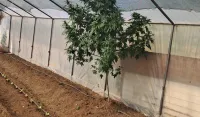 Tri osobe uhap&scaron;ene u Podgorici: U plesteniku nađena marihuana, oduzeti pu&scaron;ka i municija