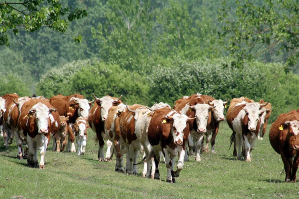 Фото: Илустрација