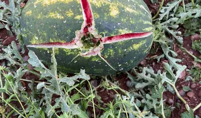 (VIDEO) Počelo sabiranje &scaron;tete nakon velikog nevremena: Led se prosuo pred žetvu i berbu