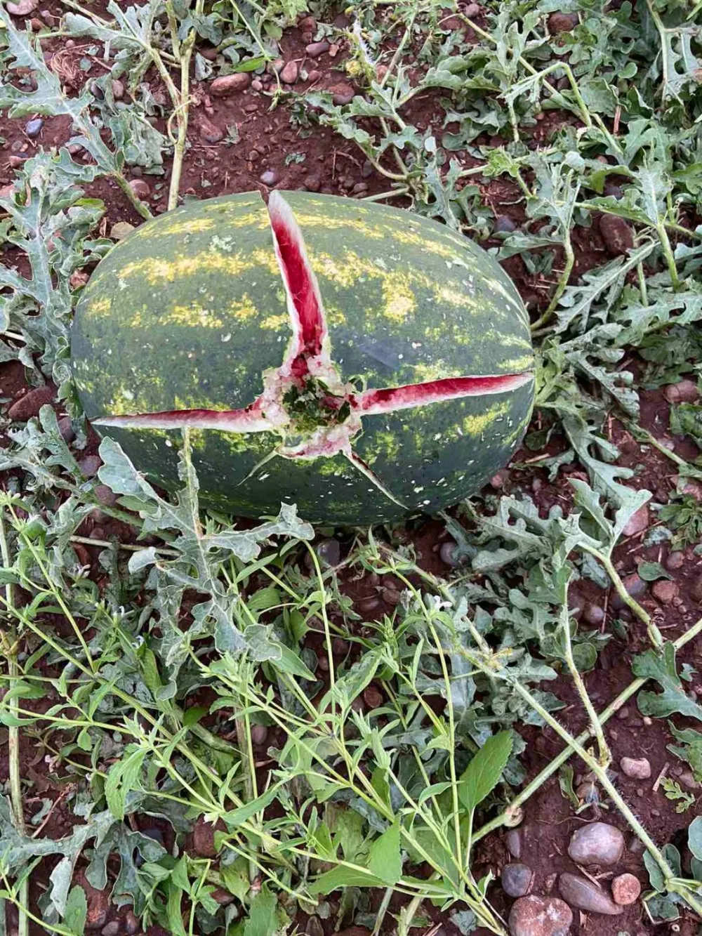 (VIDEO) Počelo sabiranje &scaron;tete nakon velikog nevremena: Led se prosuo pred žetvu i berbu