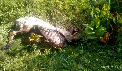 Darko Krgović ostao bez 40 ovaca i jagnjadi