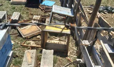 Pčelinjaci i stada na udaru medvјeda i vukova na područјu nik&scaron;ićke op&scaron;tine