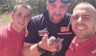 Vatrogasci sa spa&scaron;enim divljim zecom