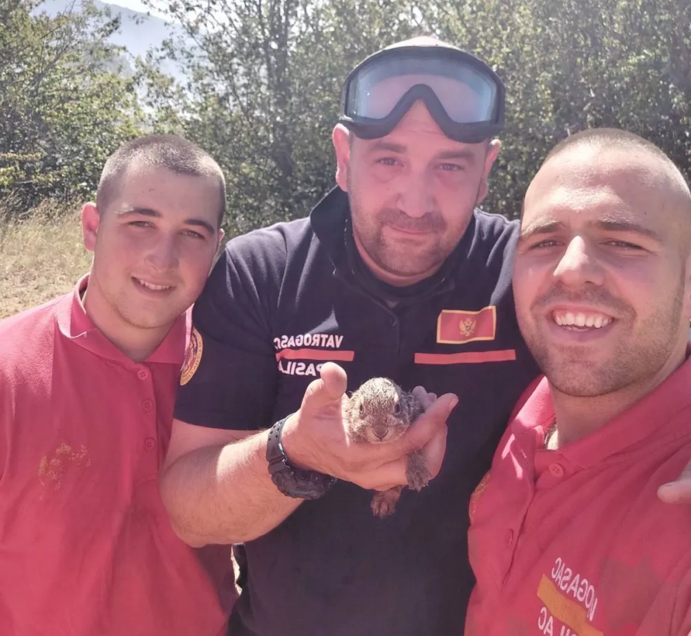 Vatrogasci sa spa&scaron;enim divljim zecom