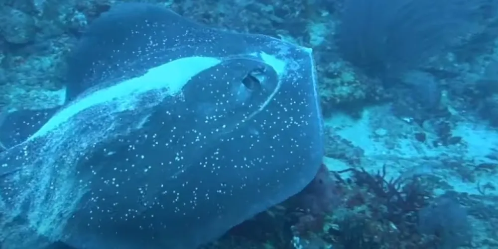 foto: youtube Science X: Phys.org, Medical Xpress, Tech Xplore