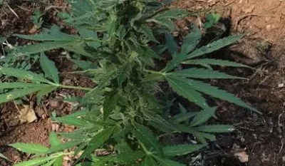 oto: UPRAVA POLICIJE