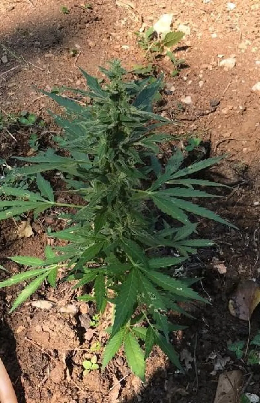 oto: UPRAVA POLICIJE