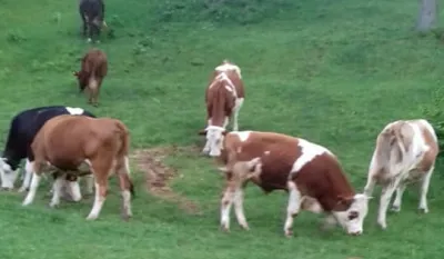 Su&scaron;a i visoke ciјene stočne hrane desetkuјu krda
