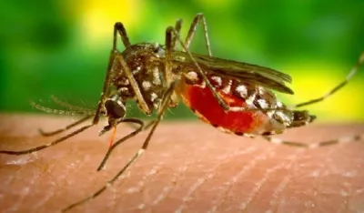 Илустрација комарац