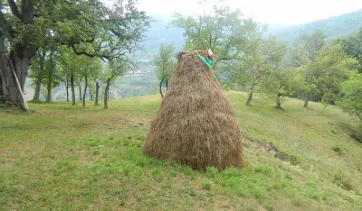Стогови сијена никад мањи