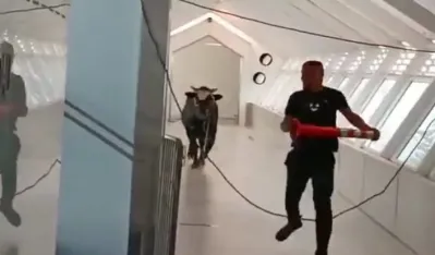 Bik u&scaron;etao u banku u Izraelu, istjeran uz pomoć veterinara