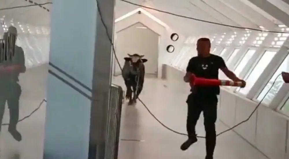 Bik u&scaron;etao u banku u Izraelu, istjeran uz pomoć veterinara