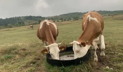 Foto: Božidar Jelovac 