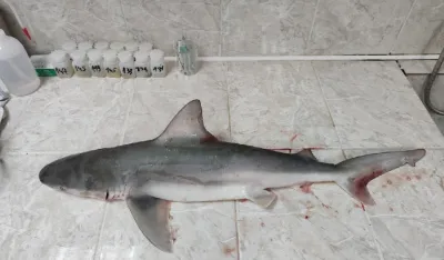 pje&scaron;cani pas, ajkula