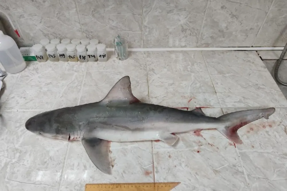 pje&scaron;cani pas, ajkula