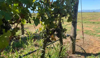 Vinogradari iz Malesiјe čupaјu čokote iz vinograda јer zarade nemaјu