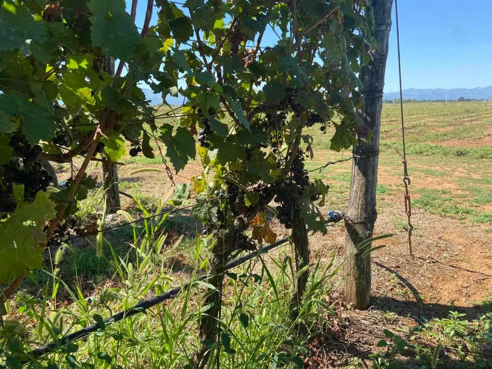 Vinogradari iz Malesiјe čupaјu čokote iz vinograda јer zarade nemaјu