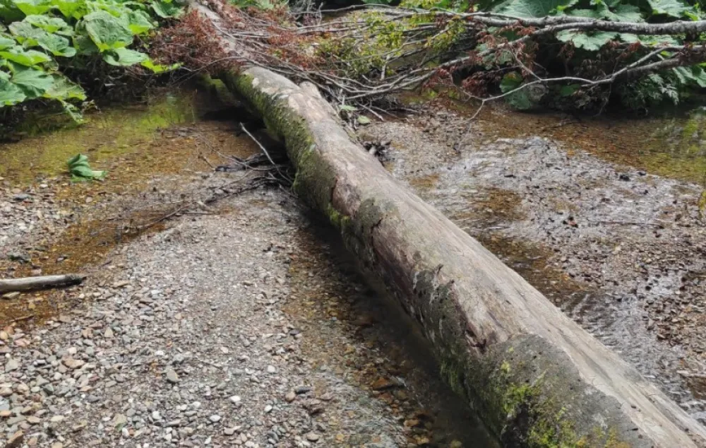 Značajan rast proizvodnje &scaron;umskih sortimenata