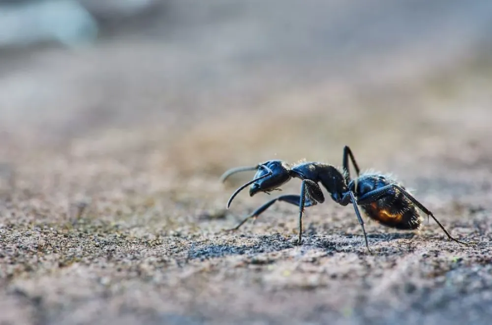 foto: Unsplash