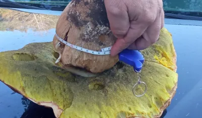 Pečurka "kapitalac"