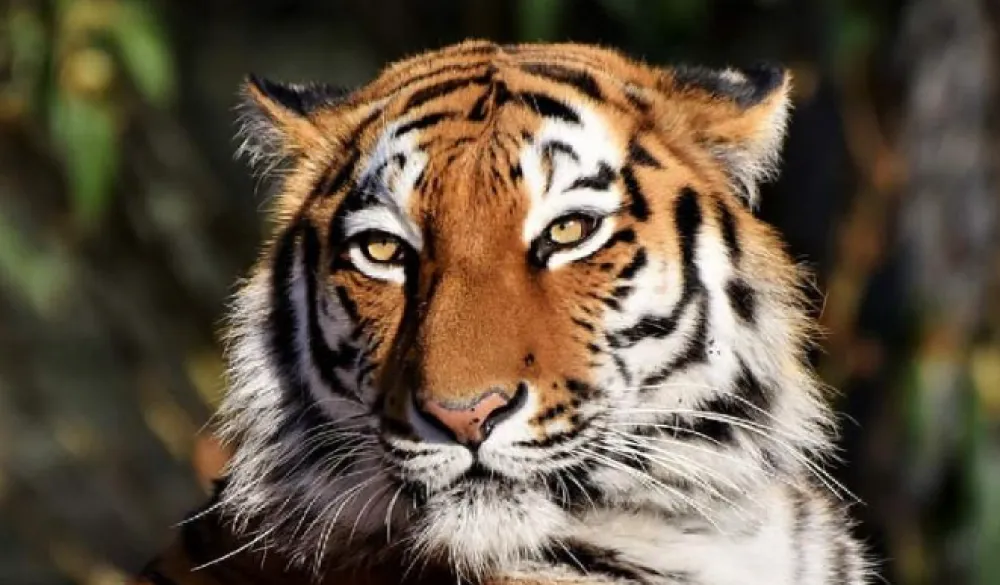 Tigar Indija