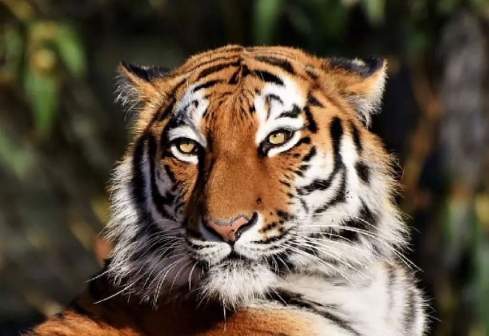 Tigar Indija