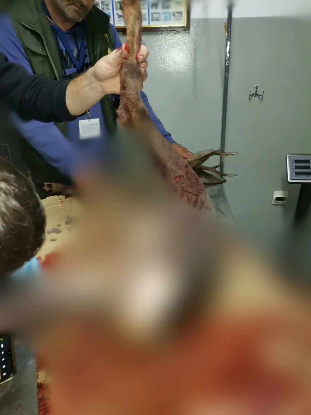 OBDUKCIJA UGINULE ŽIVOTINJE/ PRIVATNA ARHIVA