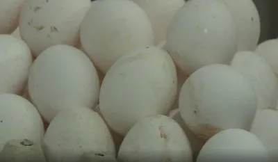 Jaja bi mogla poskupiti 35 centi: Konačna odluka narednih dana