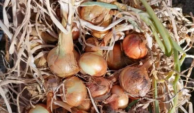 Тек извађени црни лук из врта на периферији Котора