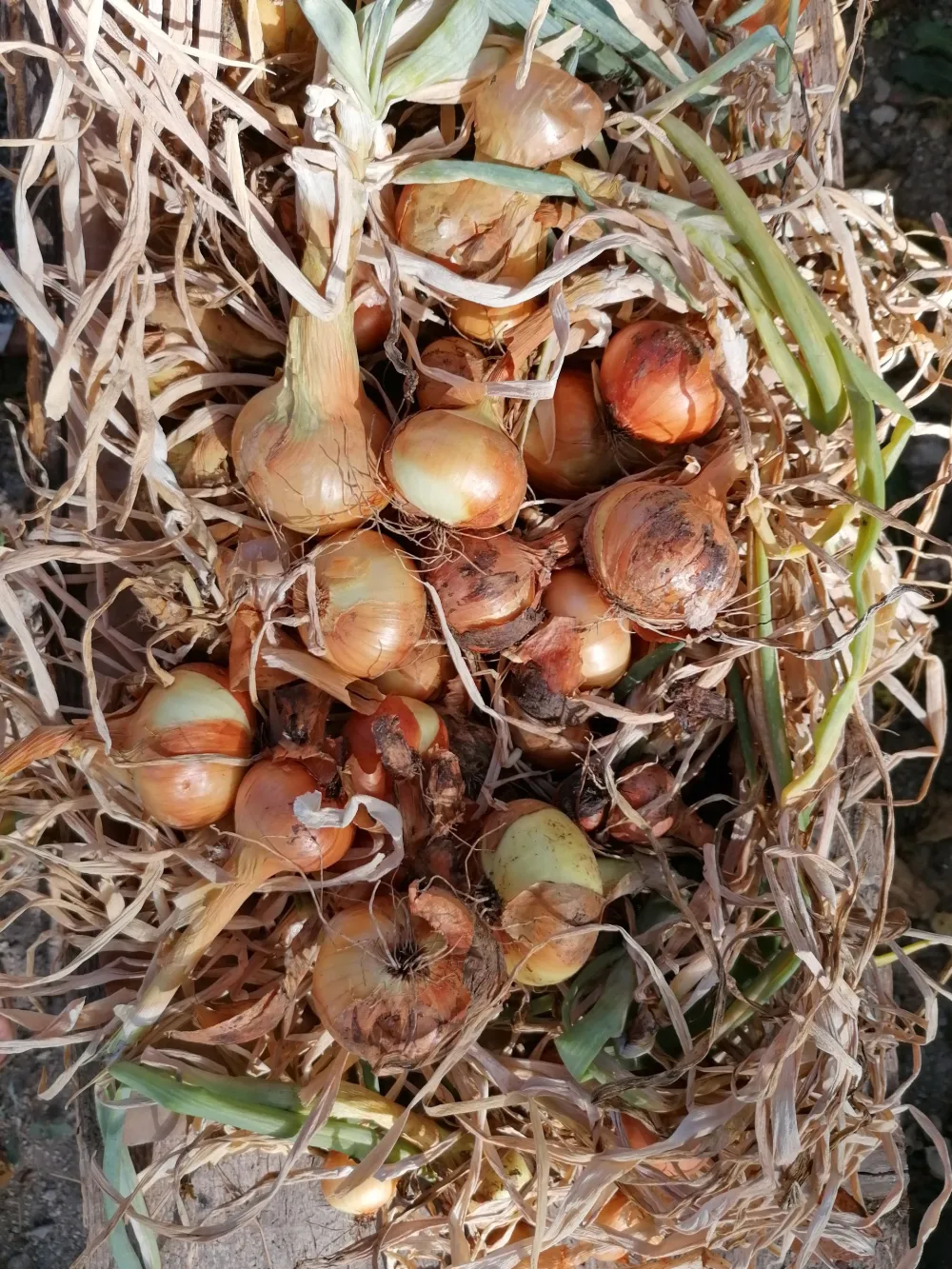 Тек извађени црни лук из врта на периферији Котора