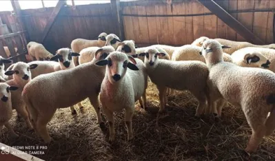 Јагањци чекају купце