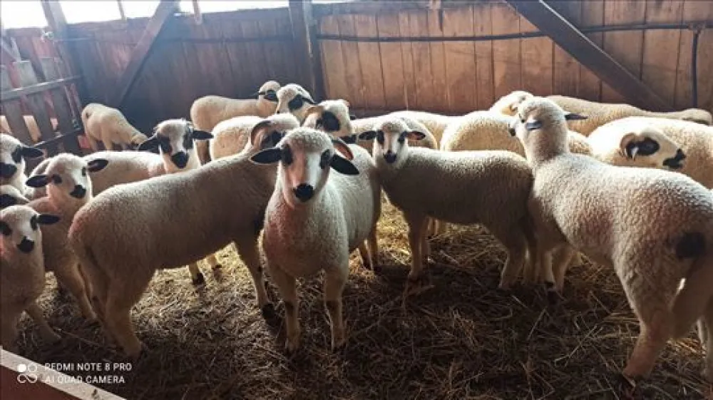 Јагањци чекају купце