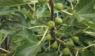 Kako smokve djeluju na na&scaron;e zdravlje