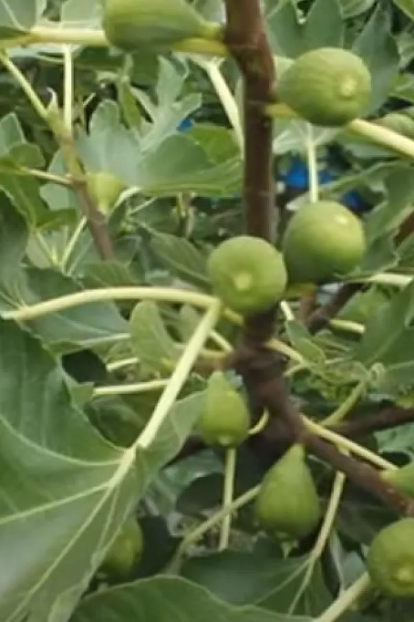 Kako smokve djeluju na na&scaron;e zdravlje