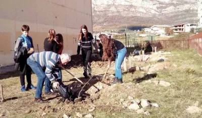 Za godinu formiran 51 park sa 701 maslinom