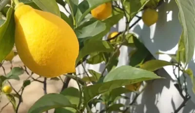 Limun i jogurt: Maska za lice idealna za hladnije dane