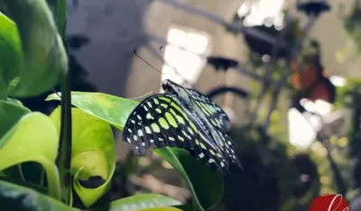 (VIDEO) Pogledajte najveću ba&scaron;tu leptira na svijetu