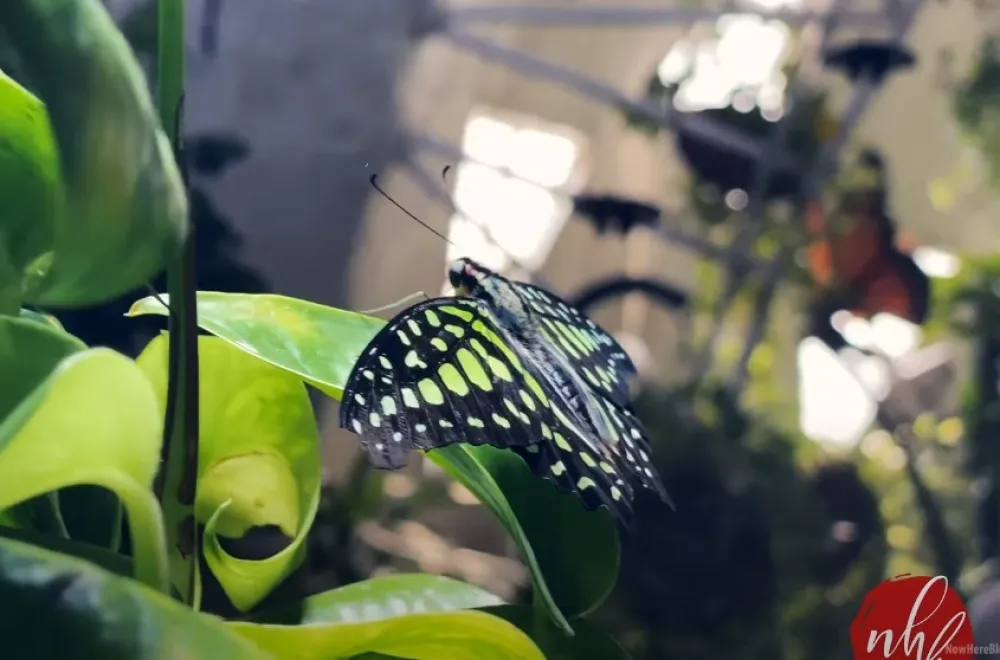 (VIDEO) Pogledajte najveću ba&scaron;tu leptira na svijetu