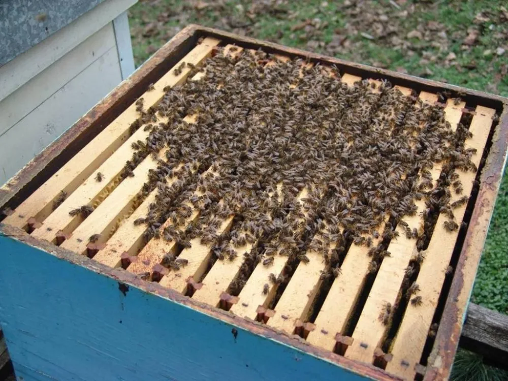 Srbija ima najvi&scaron;e ko&scaron;nica na svijetu