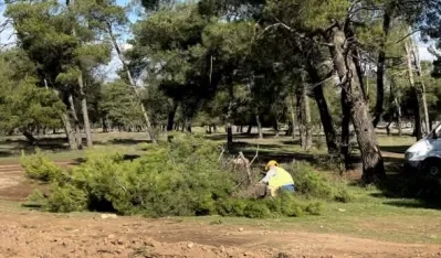 (VIDEO) Zbog izgradnje druge faze bulevara ka Tuzima: Posјekli borove