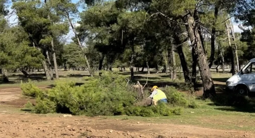 (VIDEO) Zbog izgradnje druge faze bulevara ka Tuzima: Posјekli borove