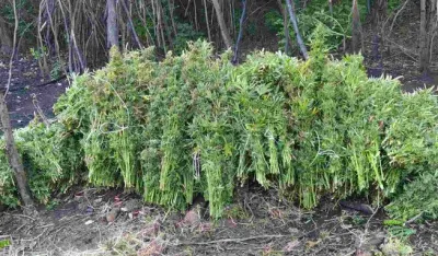 Nik&scaron;ićanin optužen zbog 43 stabljike konoplje