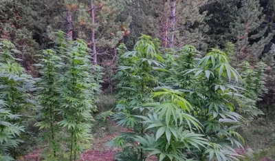 Državljanin Sloveniјe Ognjen Miličić tvrdi da јe kanabis siјao da ublaži bolove