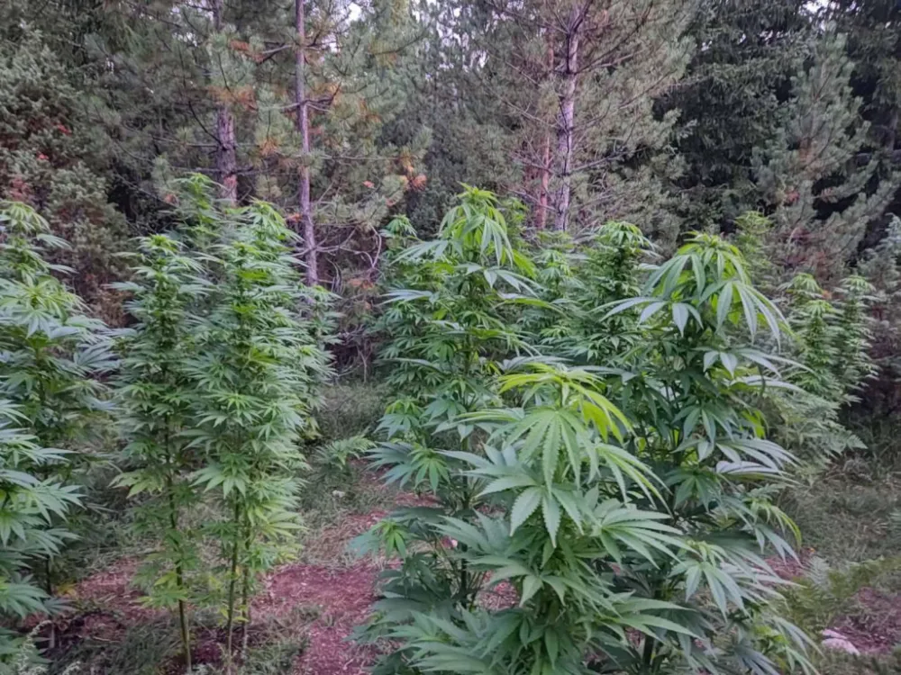 Državljanin Sloveniјe Ognjen Miličić tvrdi da јe kanabis siјao da ublaži bolove