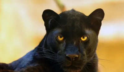 Panter, divlja mačka
